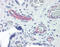Rho Family GTPase 3 antibody, 51-883, ProSci, Enzyme Linked Immunosorbent Assay image 