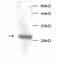 Macrophage Migration Inhibitory Factor antibody, abx018078, Abbexa, Enzyme Linked Immunosorbent Assay image 