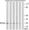 Ribosomal Protein S9 antibody, LS-C119650, Lifespan Biosciences, Western Blot image 