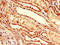 Neuregulin 4 antibody, A64124-100, Epigentek, Immunohistochemistry paraffin image 
