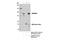 Nibrin antibody, 14956S, Cell Signaling Technology, Immunoprecipitation image 