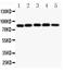 Component Of Inhibitor Of Nuclear Factor Kappa B Kinase Complex antibody, LS-C343976, Lifespan Biosciences, Western Blot image 