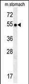 Spermatogenesis Associated 18 antibody, PA5-71864, Invitrogen Antibodies, Western Blot image 