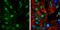 Protein Tyrosine Kinase 2 antibody, GTX132320, GeneTex, Immunofluorescence image 