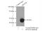 Histone Deacetylase 8 antibody, 17548-1-AP, Proteintech Group, Immunoprecipitation image 