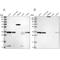 VPS37B Subunit Of ESCRT-I antibody, NBP1-82283, Novus Biologicals, Western Blot image 