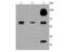 Cathepsin B antibody, NBP2-67215, Novus Biologicals, Western Blot image 