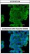 Latexin antibody, GTX107116, GeneTex, Immunofluorescence image 