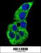 Actin Gamma 1 antibody, 62-306, ProSci, Immunofluorescence image 