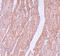 Ribosomal Oxygenase 2 antibody, A32122, Boster Biological Technology, Immunohistochemistry frozen image 