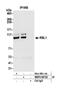 Retinoblastoma-like protein 1 antibody, NBP2-60722, Novus Biologicals, Western Blot image 