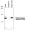 Tryptophan Hydroxylase 1 antibody, PPS063, R&D Systems, Western Blot image 