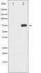 p65 antibody, TA325799, Origene, Western Blot image 