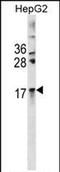 Crystallin Alpha A antibody, PA5-72139, Invitrogen Antibodies, Western Blot image 