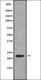 M-Phase Phosphoprotein 8 antibody, orb338433, Biorbyt, Western Blot image 