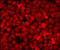 Caspase 10 antibody, 252225, Abbiotec, Immunofluorescence image 
