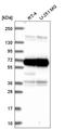 ATPase Family AAA Domain Containing 3A antibody, HPA064867, Atlas Antibodies, Western Blot image 