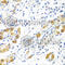 Biliverdin Reductase B antibody, A7260, ABclonal Technology, Immunohistochemistry paraffin image 
