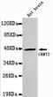 Creatine Kinase, Mitochondrial 2 antibody, STJ99155, St John