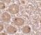 Mitochondrial Transcription Termination Factor 4 antibody, PA5-34531, Invitrogen Antibodies, Immunohistochemistry paraffin image 