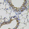Cytoskeleton Associated Protein 4 antibody, 23-178, ProSci, Immunohistochemistry frozen image 
