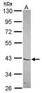 Homeobox protein Mohawk antibody, NBP2-19378, Novus Biologicals, Western Blot image 