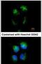 CD99 Molecule (Xg Blood Group) antibody, PA5-29710, Invitrogen Antibodies, Immunofluorescence image 