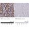 Ezrin antibody, NBP2-36760, Novus Biologicals, Immunohistochemistry paraffin image 