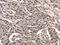 Phosphatidylethanolamine Binding Protein 1 antibody, CSB-PA614951, Cusabio, Immunohistochemistry frozen image 