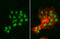 Nibrin antibody, GTX70224, GeneTex, Immunocytochemistry image 