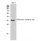 Olfactory Receptor Family 5 Subfamily A Member 1 antibody, LS-C385163, Lifespan Biosciences, Western Blot image 