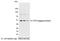 KT3 epitope tag antibody, NB110-40655, Novus Biologicals, Western Blot image 