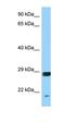 Sorting Nexin 12 antibody, orb331200, Biorbyt, Western Blot image 