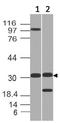 Glucosamine-6-Phosphate Deaminase 1 antibody, A10820, Boster Biological Technology, Western Blot image 