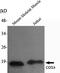 Cytochrome C Oxidase Subunit 4I2 antibody, M10078, Boster Biological Technology, Western Blot image 