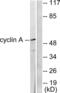 Cyclin A  antibody, LS-C118423, Lifespan Biosciences, Western Blot image 