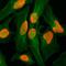 H2A Histone Family Member Z antibody, NBP2-61488, Novus Biologicals, Immunofluorescence image 