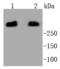 Protein Kinase, DNA-Activated, Catalytic Subunit antibody, A00645-3, Boster Biological Technology, Western Blot image 