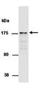 SWI/SNF Related, Matrix Associated, Actin Dependent Regulator Of Chromatin Subfamily C Member 2 antibody, orb66715, Biorbyt, Western Blot image 