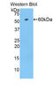 Telomeric Repeat Binding Factor 1 antibody, LS-C297296, Lifespan Biosciences, Western Blot image 