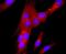 Tubulin Gamma 1 antibody, NBP2-66860, Novus Biologicals, Immunofluorescence image 