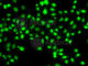 SET Binding Protein 1 antibody, A7212, ABclonal Technology, Immunofluorescence image 