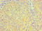 CD81 Molecule antibody, LS-C681765, Lifespan Biosciences, Immunocytochemistry image 