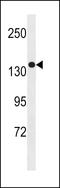 Small G Protein Signaling Modulator 1 antibody, LS-C203828, Lifespan Biosciences, Western Blot image 