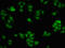 Dipeptidase 1 antibody, LS-C672572, Lifespan Biosciences, Immunofluorescence image 