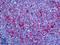 ADF antibody, LS-B5419, Lifespan Biosciences, Immunohistochemistry frozen image 