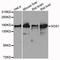 SOS Ras/Rac Guanine Nucleotide Exchange Factor 1 antibody, A3272, ABclonal Technology, Western Blot image 