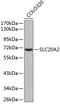Solute Carrier Family 20 Member 2 antibody, 18-962, ProSci, Western Blot image 