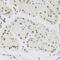Mothers against decapentaplegic homolog 9 antibody, 23-001, ProSci, Immunohistochemistry frozen image 