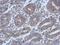 HAUS Augmin Like Complex Subunit 4 antibody, PA5-28494, Invitrogen Antibodies, Immunohistochemistry paraffin image 
